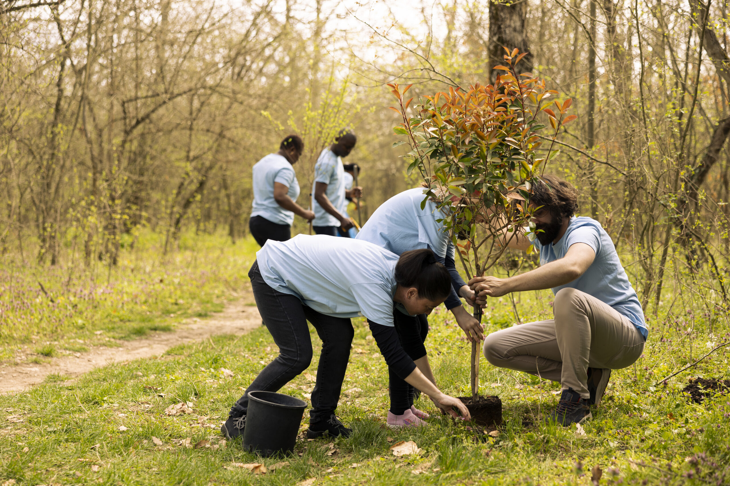 Group of volunteers planting a young tree in a forest, practicing environmental stewardship and community-based conservation