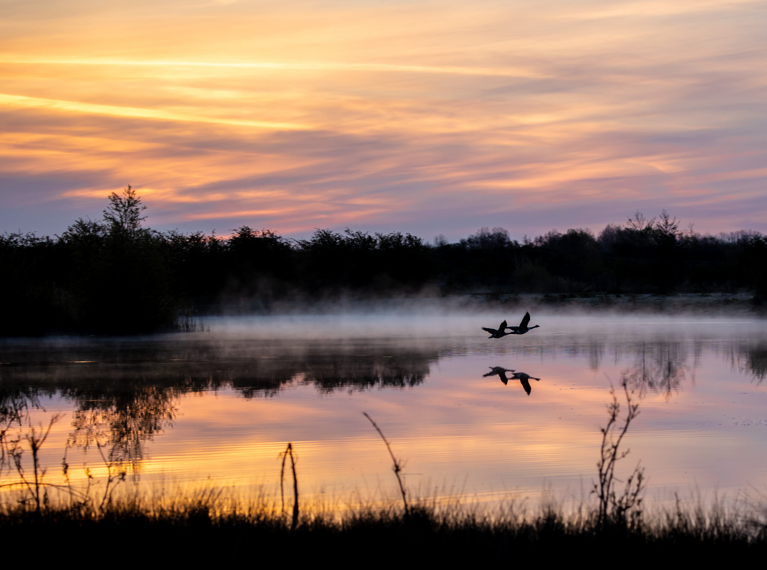 Two geese flying low over a misty lake at sunset, surrounded by wetland vegetation and reflected golden light.
